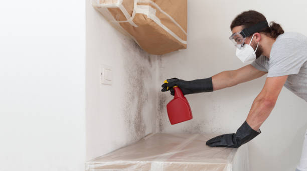 Professional Attic Mold Remediation technician working in Brookline, MA